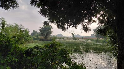 Agricultural Field, BHU