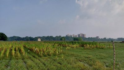 Agricultural Field, BHU