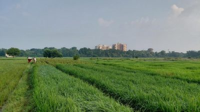 Agricultural Field, BHU