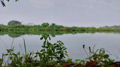 Agricultural Field, BHU