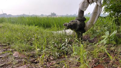 Agricultural Field, BHU